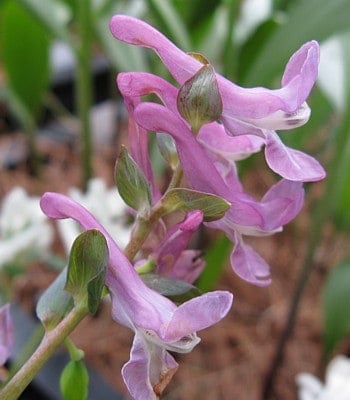 Buy Corydalis cava (Holewort) Bulbs online UK
