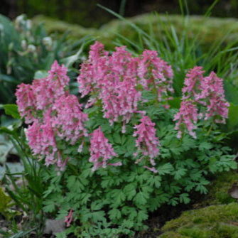 Buy Corydalis solida 'Beth Evans' Bulbs online UK