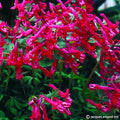 Buy Corydalis solida 'George Baker' Bulbs online UK
