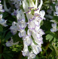 Buy Corydalis solida 'Merlin' Bulbs online UK