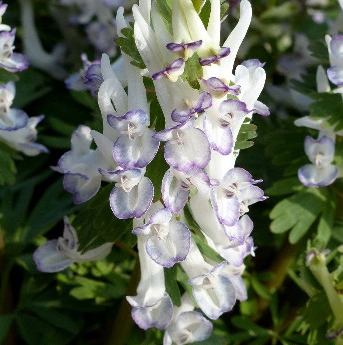 Buy Corydalis solida 'Merlin' Bulbs online UK