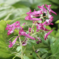 Buy Corydalis solida 'Purple Bird' Bulbs online UK