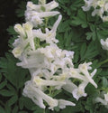 Buy Corydalis solida 'White Knight' Bulbs online UK