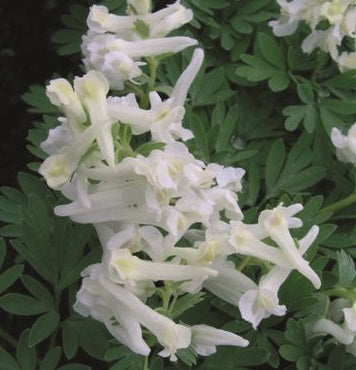 Buy Corydalis solida 'White Knight' Bulbs online UK
