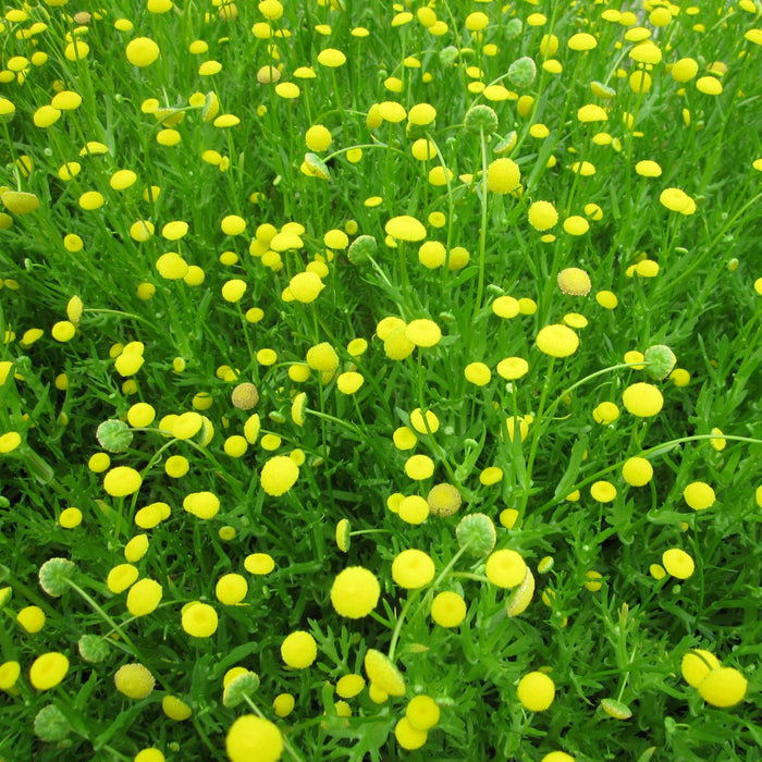 Buy Cotula coronopifolia (Brass Buttons) online UK