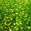 Buy Cotula coronopifolia (Brass Buttons) online UK