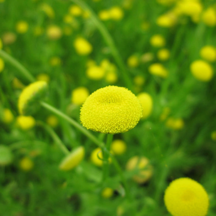 Buy Cotula coronopifolia (Brass Buttons) online UK