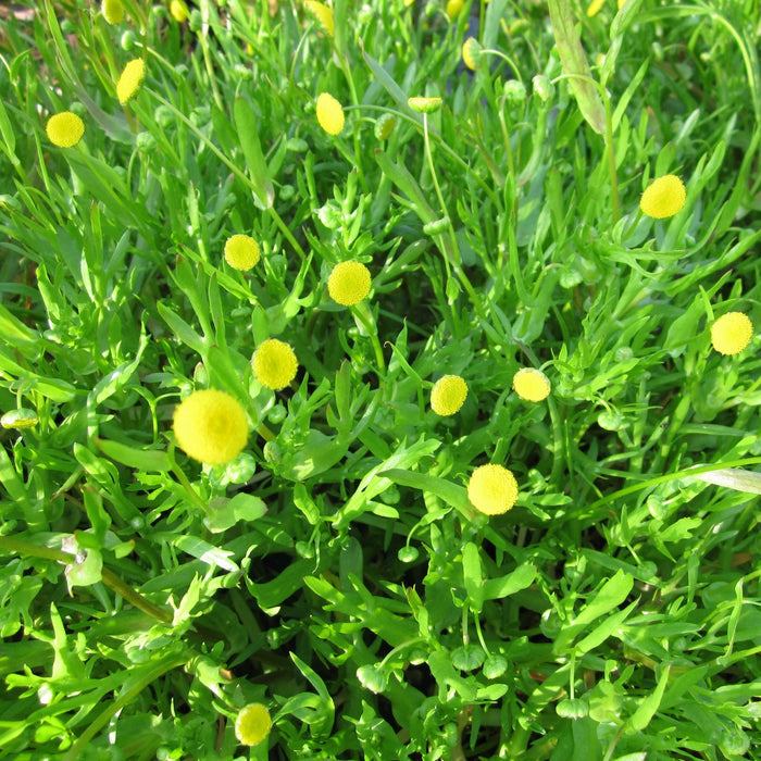 Buy Cotula coronopifolia (Brass Buttons) online UK