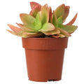 Crassula 'Fire'