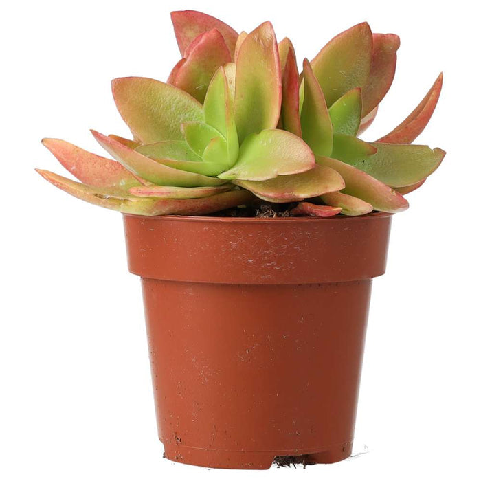 Crassula 'Fire'