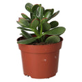 Buy Crassula ovata (Jade Plant) online UK