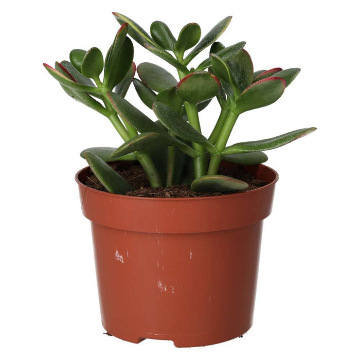 Buy Crassula ovata (Jade Plant) online UK