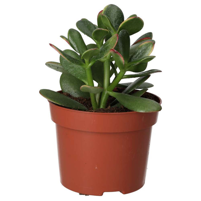 Buy Crassula ovata (Jade Plant) online UK