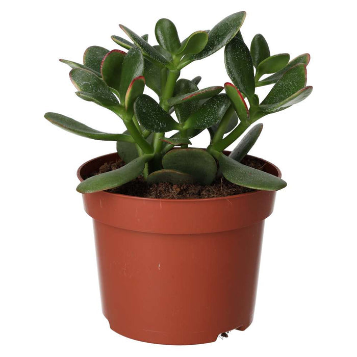 Buy Crassula ovata (Jade Plant) online UK