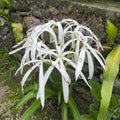 Buy Crinum amoenum (Himalayan Crinum Lily) Bulbs online UK