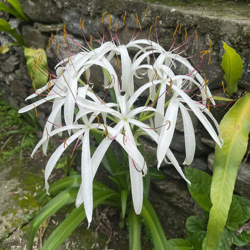 Buy Crinum amoenum (Himalayan Crinum Lily) Bulbs online UK