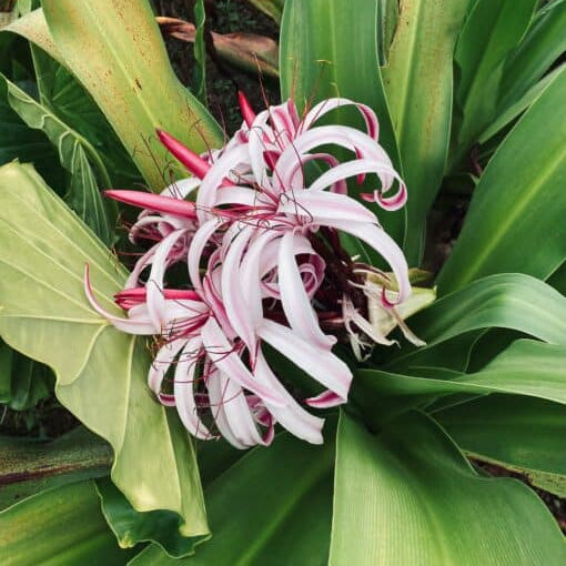 Buy Crinum 'Cintho Alfa' Bulbs online UK