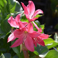 Buy Crinum 'Ellen Bosanquet' Bulbs online UK