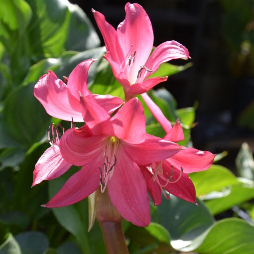 Buy Crinum 'Ellen Bosanquet' Bulbs online UK