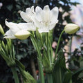 Buy Crinum moorei f. album (Lily of the Orinoco) Bulbs online UK
