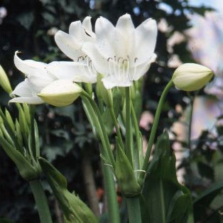 Buy Crinum moorei f. album (Lily of the Orinoco) Bulbs online UK