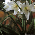 Buy Crinum powellii 'Album' (White Swamp Lily) Bulbs online UK