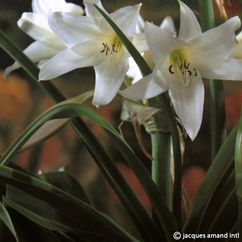 Buy Crinum powellii 'Album' (White Swamp Lily) Bulbs online UK