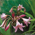 Buy Crinum powellii (Swamp Lily) Bulbs online UK