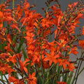 Buy Crocosmia 'Anna Marie' Corms online UK
