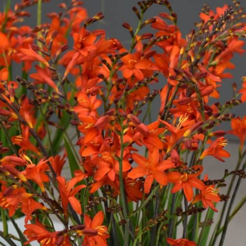 Buy Crocosmia 'Anna Marie' Corms online UK