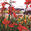 Buy Crocosmia 'Babylon' Corms online UK