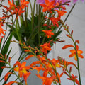 Buy Crocosmia 'Carmin Brilliant' Corms online UK