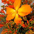 Buy Crocosmia 'Disco Dancer' Corms online UK