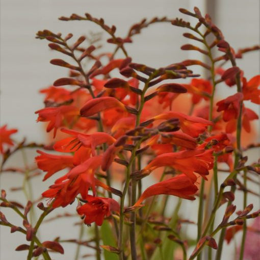 Buy Crocosmia 'Emberglow' Corms online UK