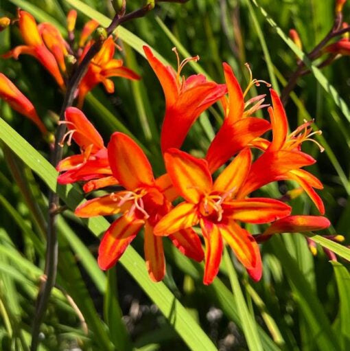 Buy Crocosmia 'Firestarter' Corms online UK