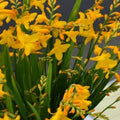 Buy Crocosmia 'George Davison' Corms online UK