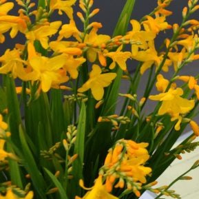 Buy Crocosmia 'George Davison' Corms online UK