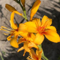Buy Crocosmia 'Hotspot' Corms online UK