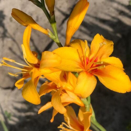 Buy Crocosmia 'Hotspot' Corms online UK