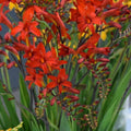 Buy Crocosmia 'Lucifer' Corms online UK