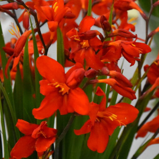 Buy Crocosmia 'Red King' Corms online UK