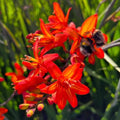 Buy Crocosmia 'Scorchio' Corms online UK