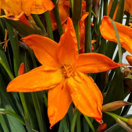 Buy Crocosmia 'Star of the East' Corms online UK