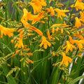 Buy Crocosmia 'Suzanna' Corms online UK