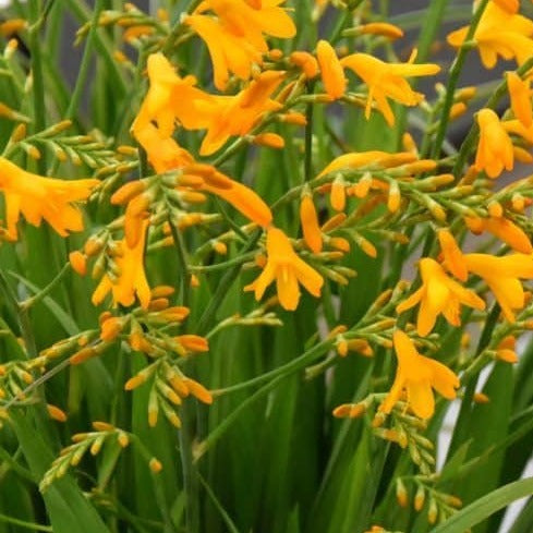 Buy Crocosmia 'Suzanna' Corms online UK