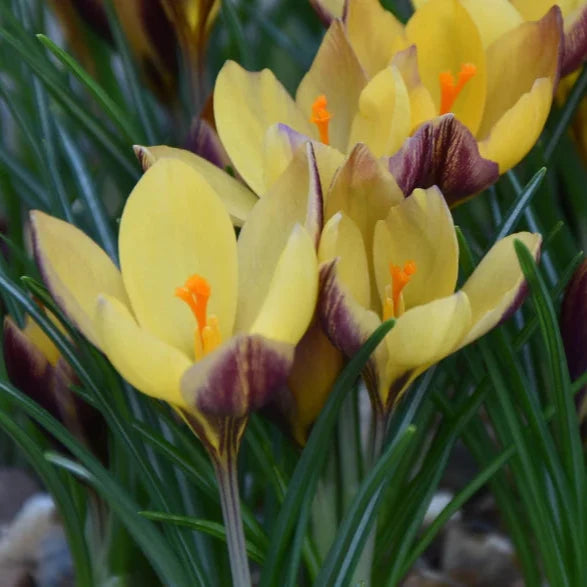 Buy Crocus 'Advance' Bulbs online UK