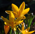 Buy Crocus angustifolius (Cloth-of-gold Crocus) Bulbs online UK
