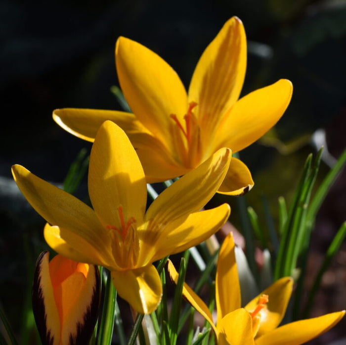 Buy Crocus angustifolius (Cloth-of-gold Crocus) Bulbs online UK