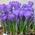 Buy Crocus 'Aqua' Bulbs online UK