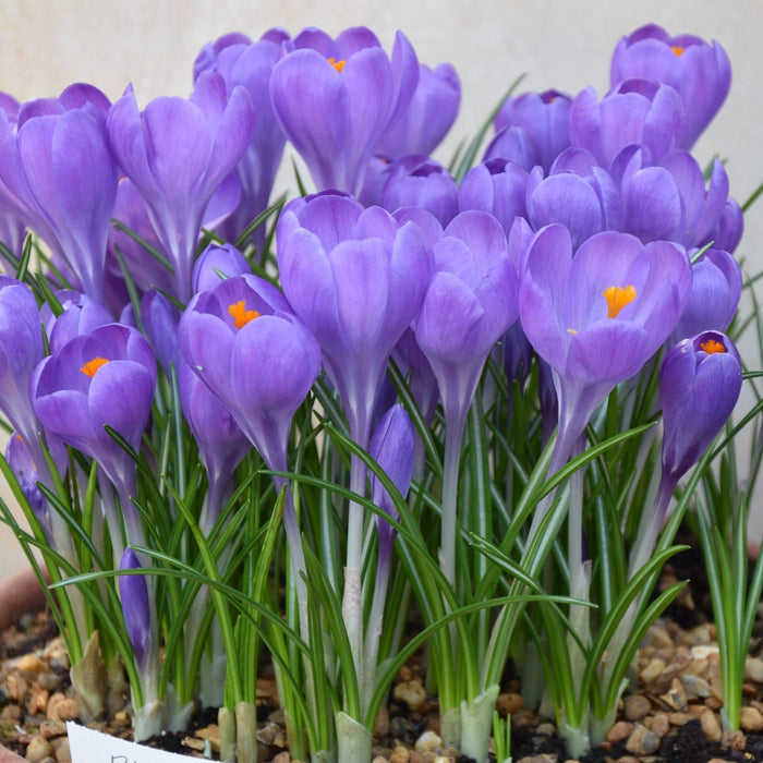 Buy Crocus 'Aqua' Bulbs online UK